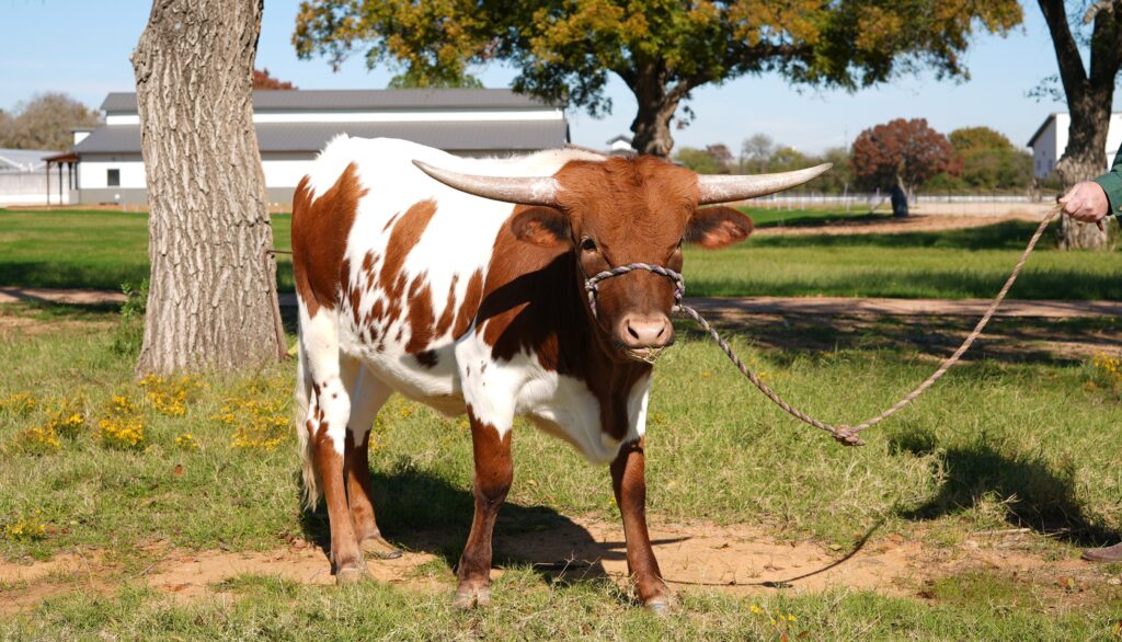 margarita longhorn on halter