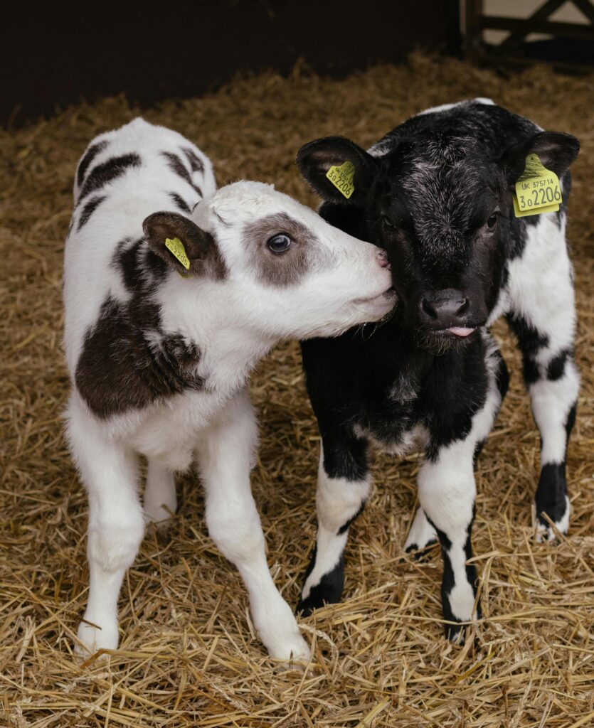 baby cattle with tagged ears