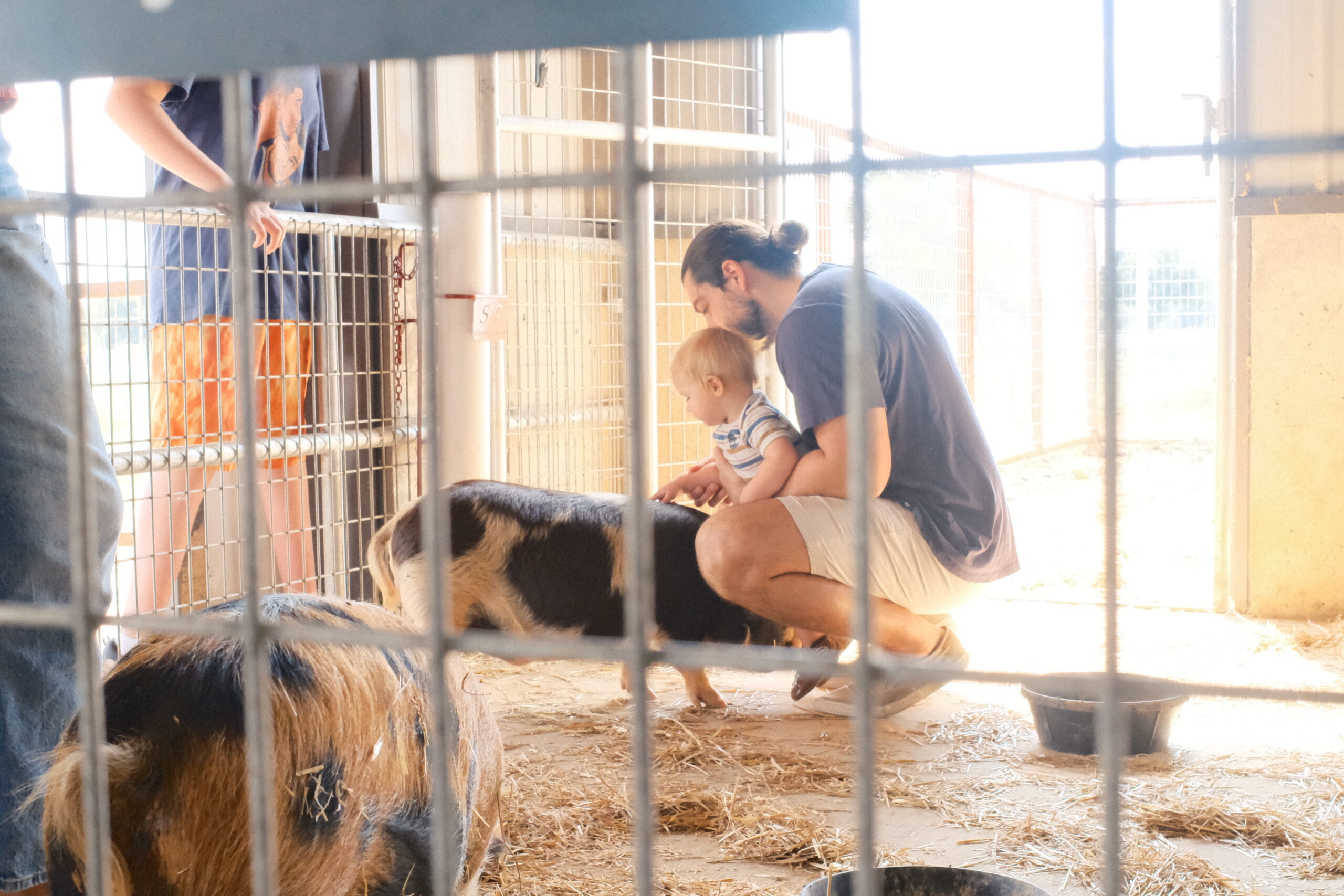 father and son petting pig