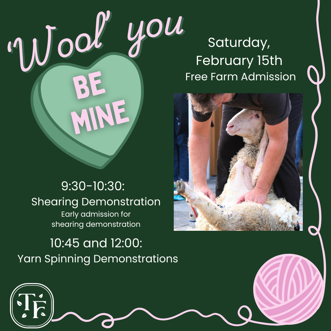 shearing demonstration