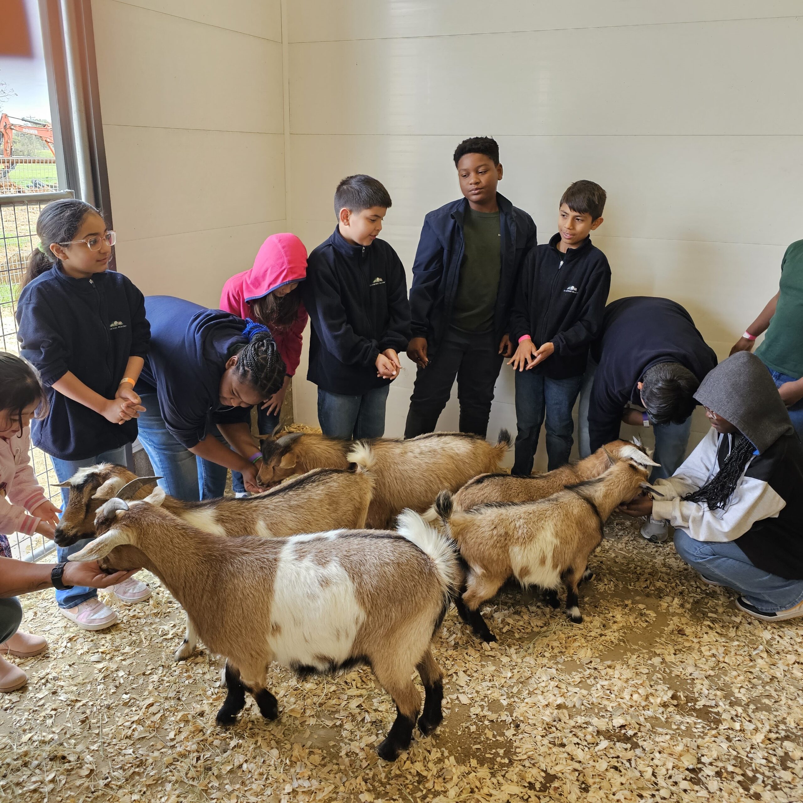 kids feeding goats