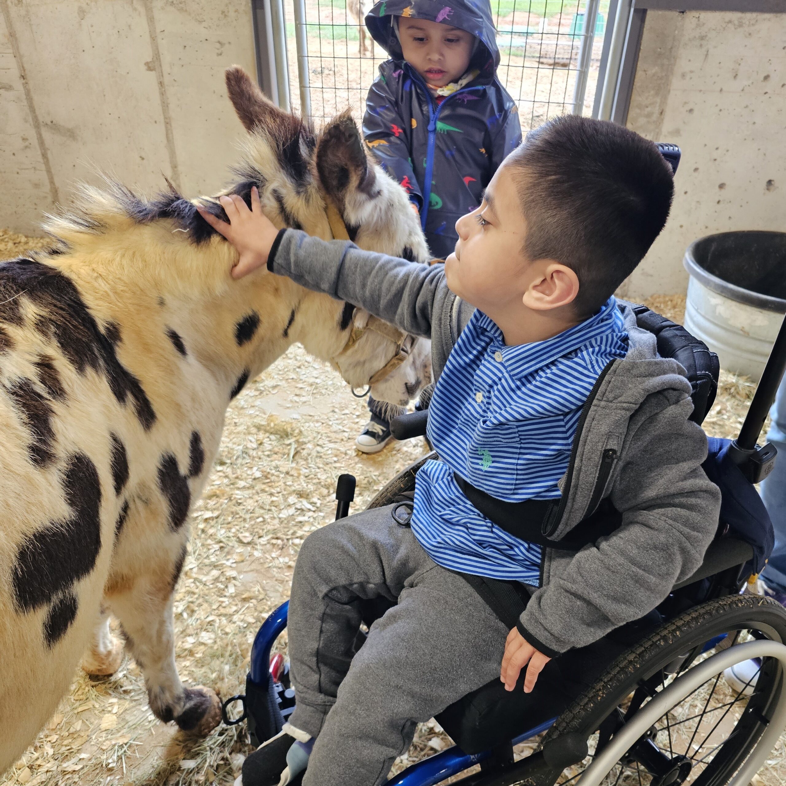 boy reaching to touch donkey