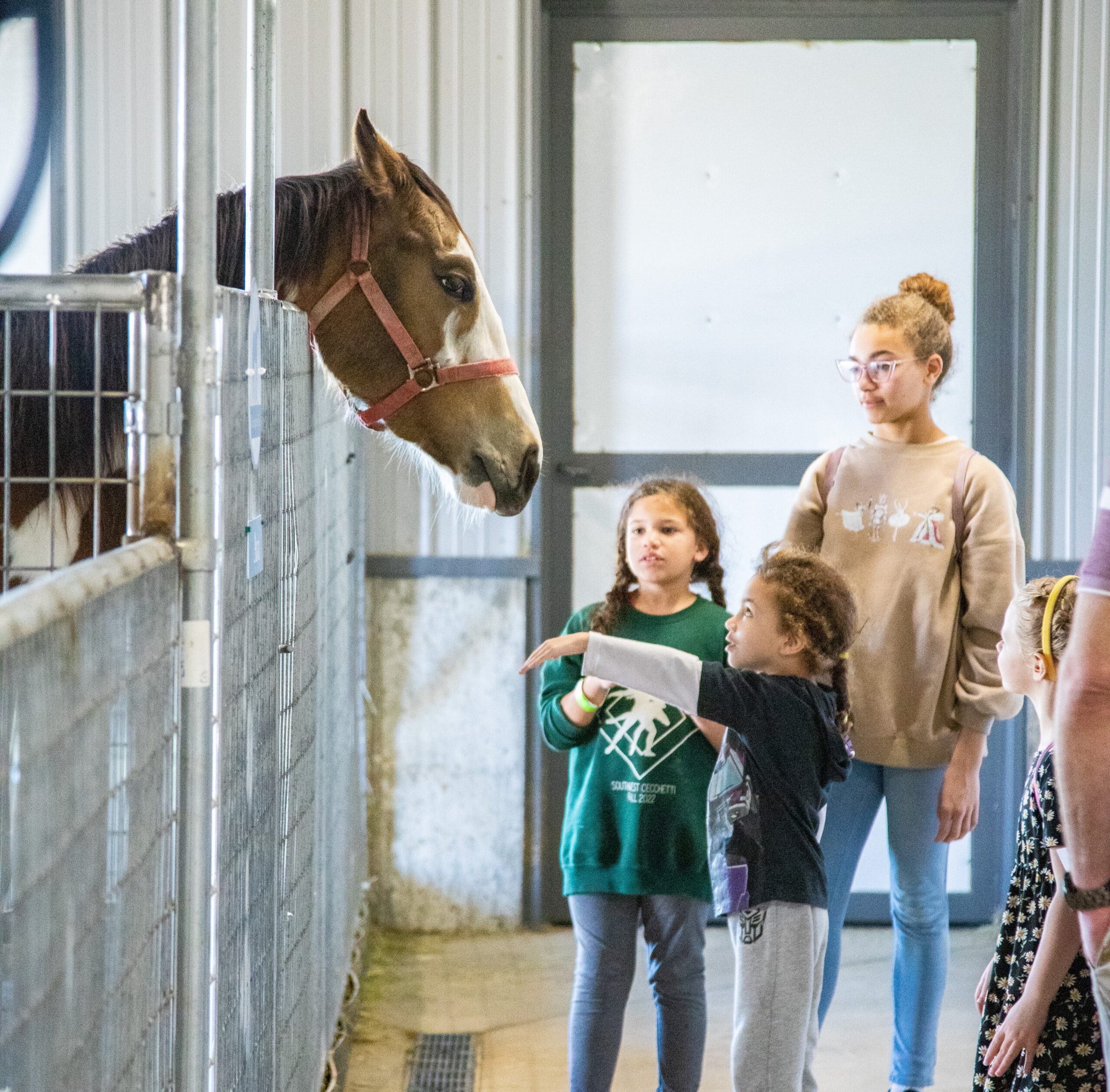 reaching up to horse