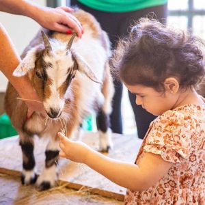 girl feeding goat